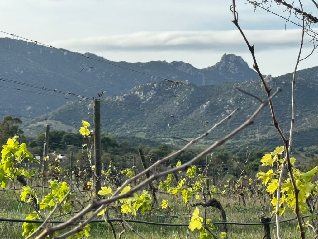 Bud break on December 6 2024 near Villasimius, south east Sardinia
