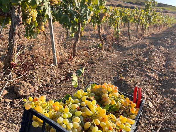 Crates of white grapes beside recently harvested vines. with blue sky in the background