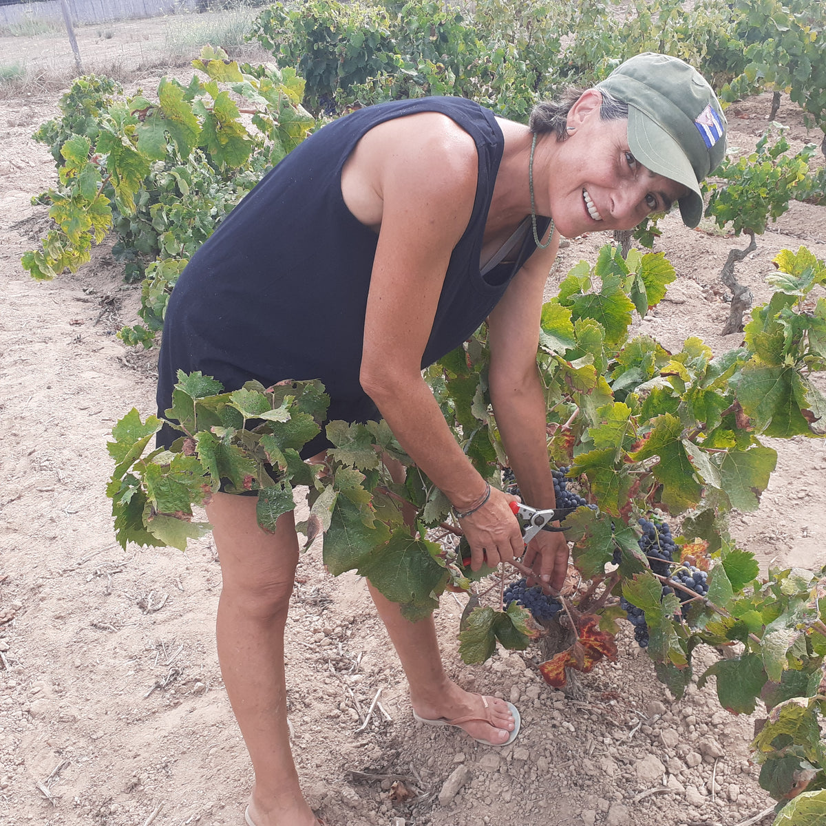A woman smiling while harvesting dark grapes from a grapevine in a sunny vineyard, growing in sand.