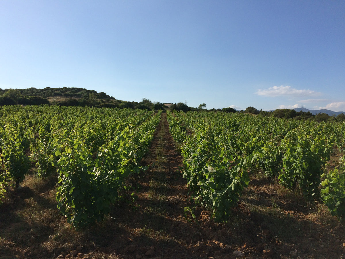 A wide outdoor vineyard landscape with rows of green grapevines (Barbera Sardo) with distant hills under a clear blue sky.