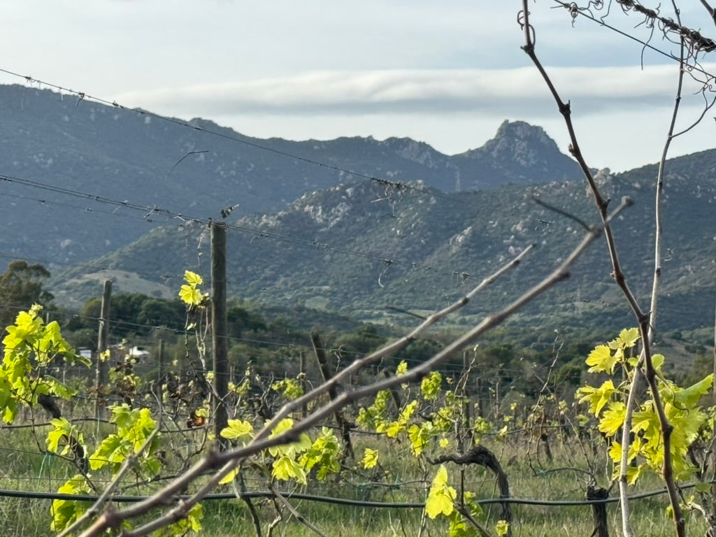 Bud break on December 6 2024 near Villasimius, south east Sardinia