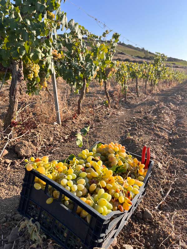 Crates of white grapes beside recently harvested vines. with blue sky in the background