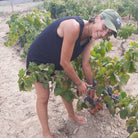 A woman smiling while harvesting dark grapes from a grapevine in a sunny vineyard, growing in sand.
