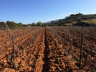 Rows of vines (Monica) in winter without leaves against a blue sky with red earth