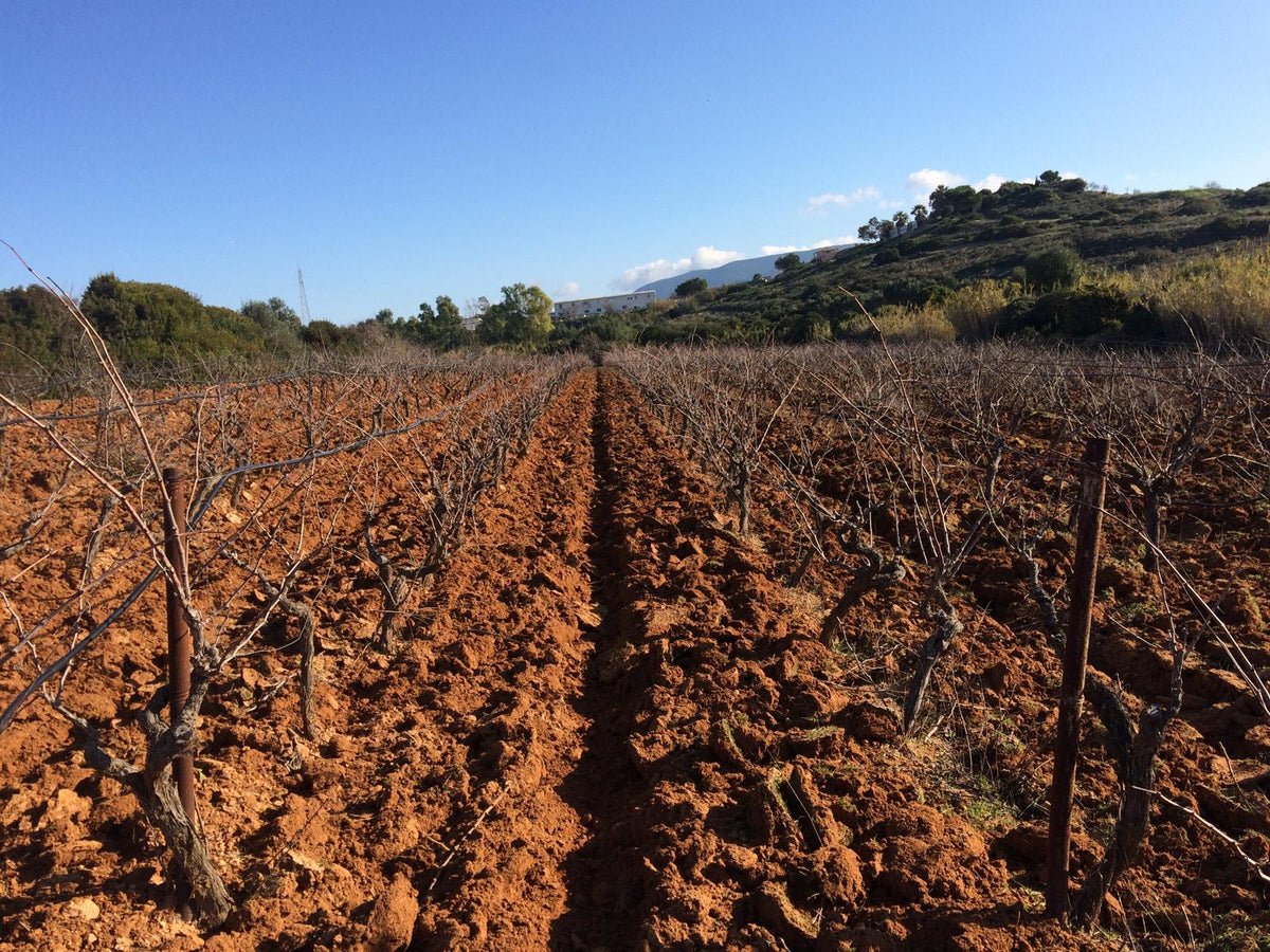 Rows of vines (Monica) in winter without leaves against a blue sky with red earth