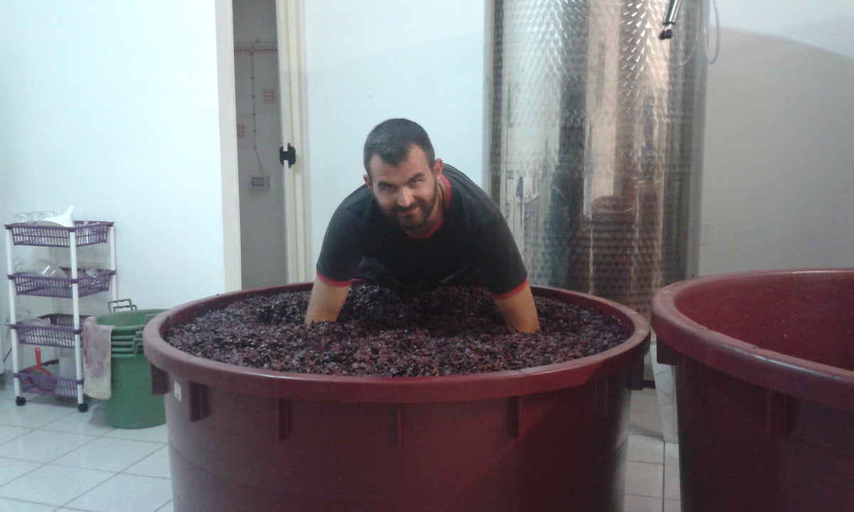 A man in a black t-shirt, up to his elbows in dark grapes in a reddish-brown vat with stainless steel tank behind 
