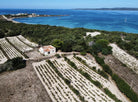 Aerial view of a blue bay and sand dunes planted with vineyards and a small white building roof,.
