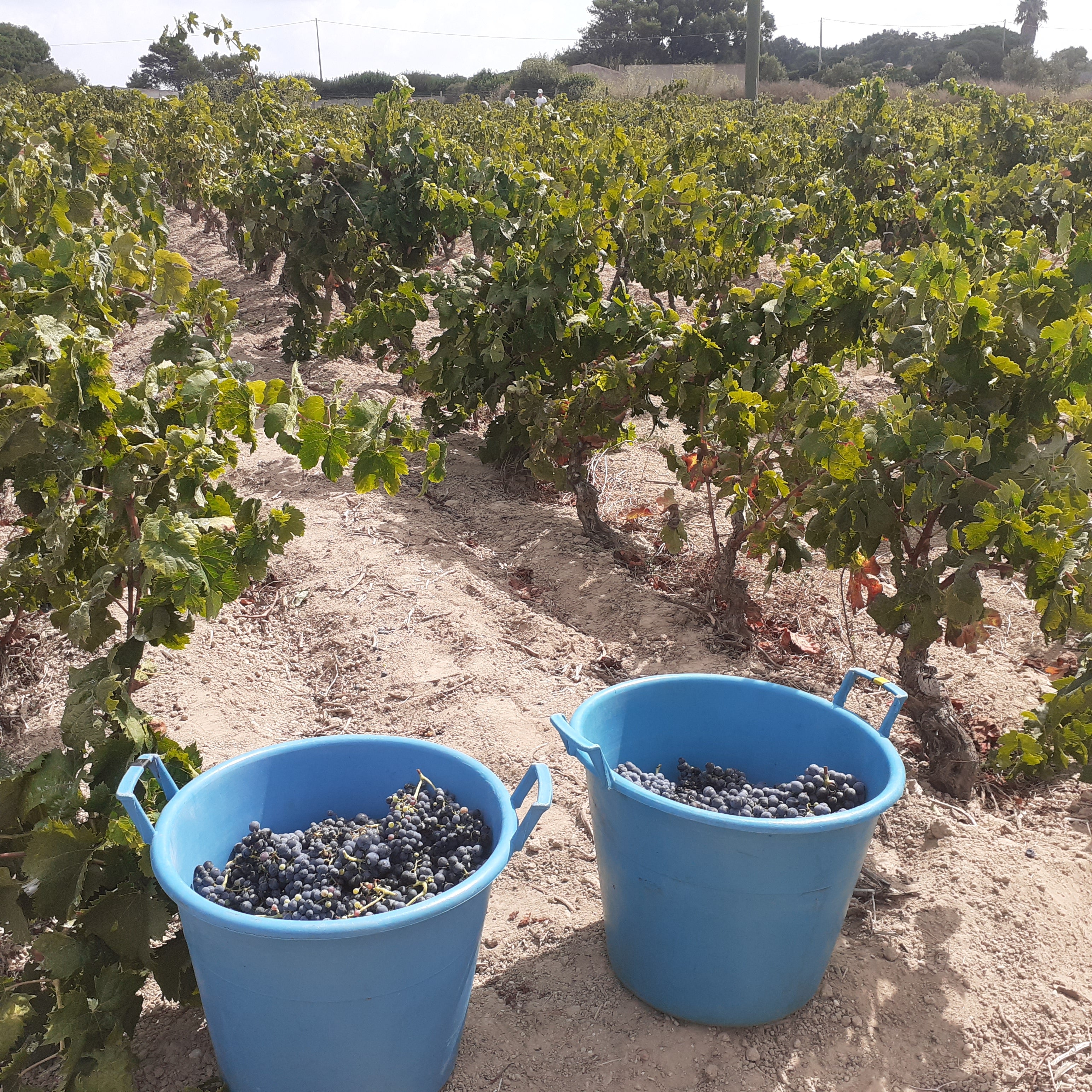 Two blue plastic buckets filled with dark purple grapes with rows of grapevines behind.