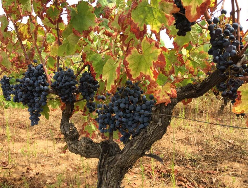 An old vine with several bunches of dark purple grapes (Monica) and green and brown leaves